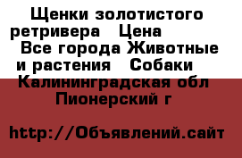 Щенки золотистого ретривера › Цена ­ 15 000 - Все города Животные и растения » Собаки   . Калининградская обл.,Пионерский г.